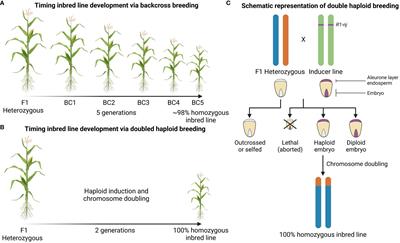 Breeding for improved digestibility and processing of lignocellulosic biomass in Zea mays